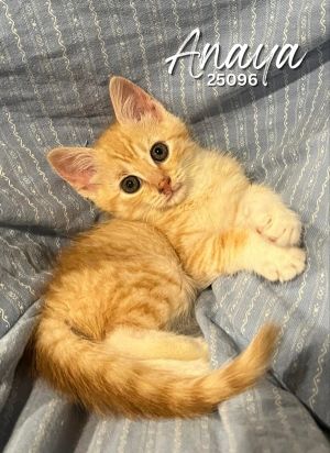 Adorable Anaya is a crazy orange kitten This little boy loves to chase toy mice and play with his f
