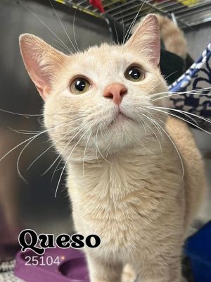 Queso is a sweet handsome boy He is around 1 year old and a beautiful buff tabby Just bring the