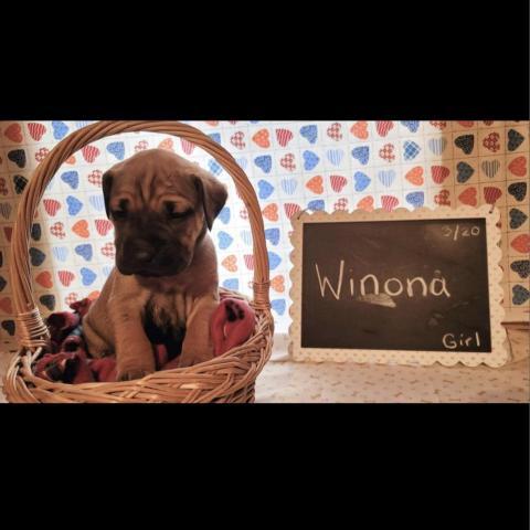 Winona/Stella, an adoptable Black Mouth Cur in Fargo, ND, 58102 | Photo Image 5