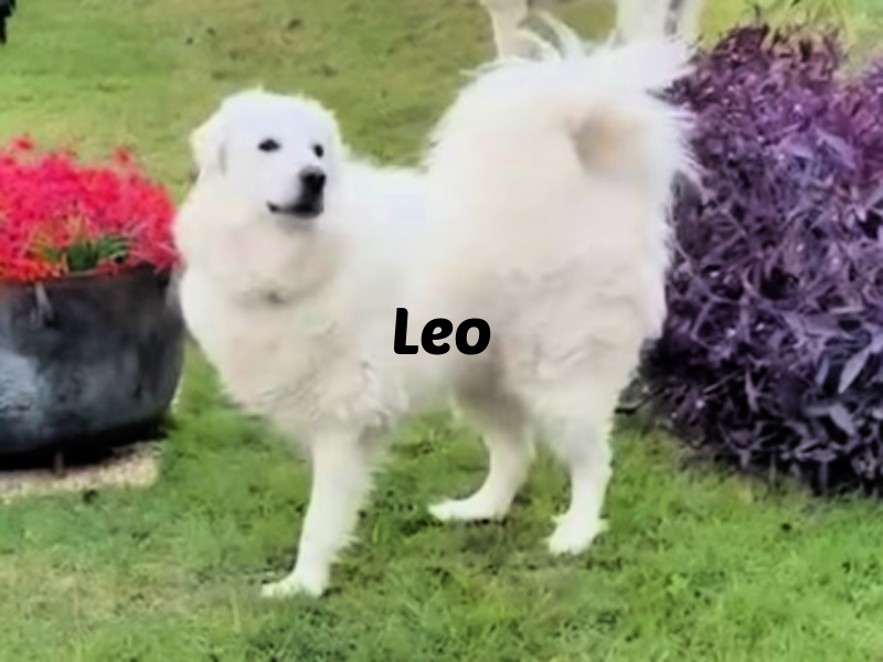 Leo SAT