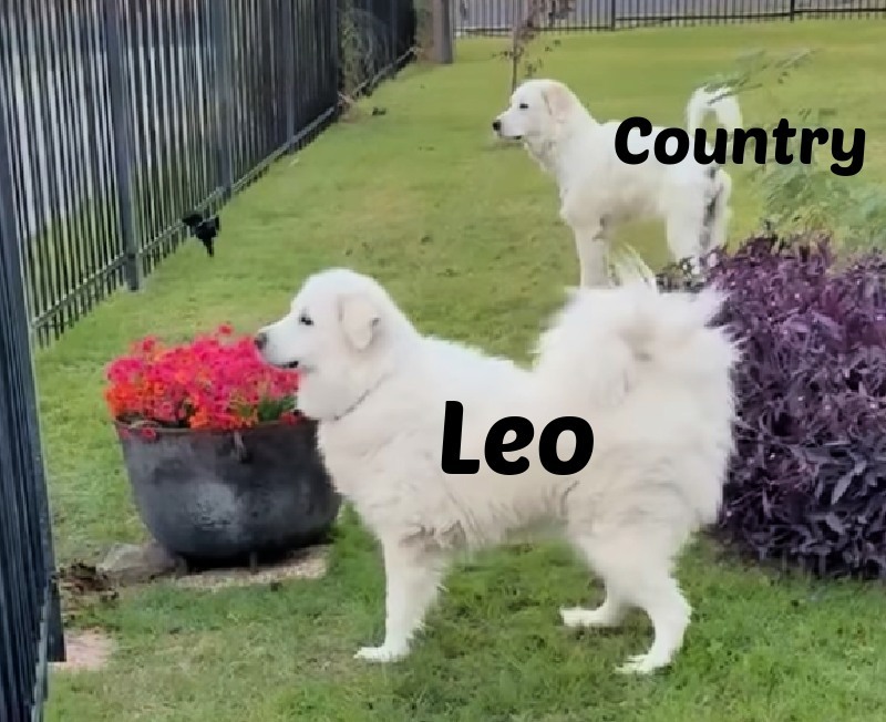 Leo SAT