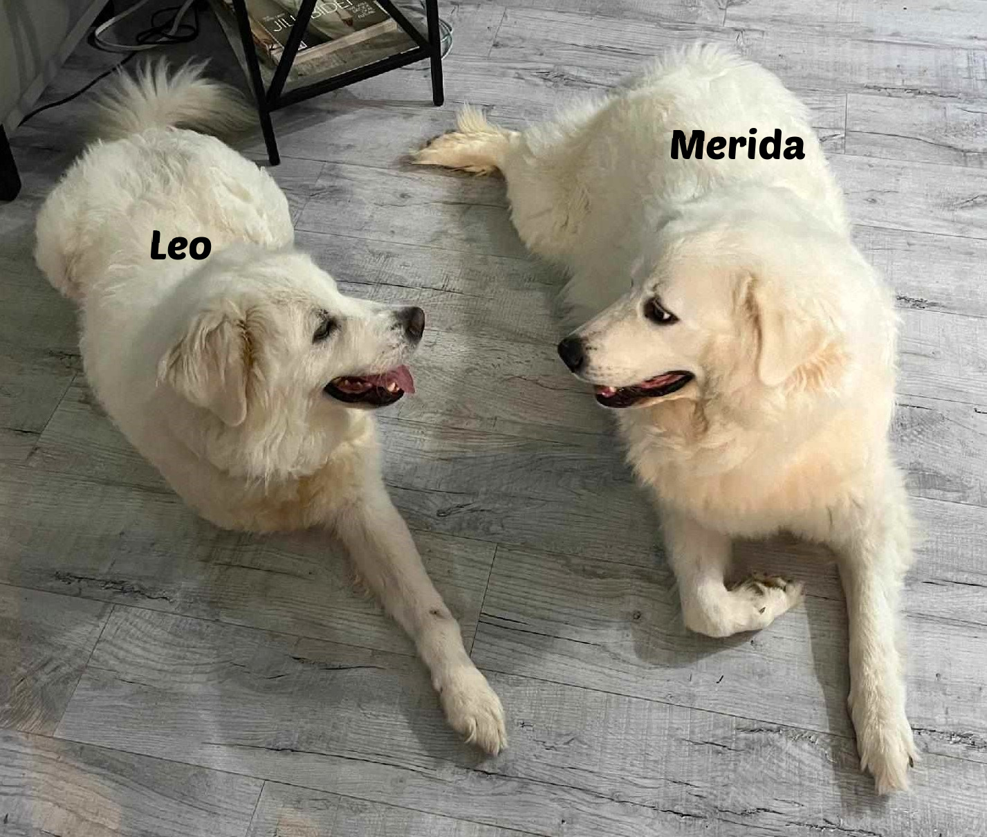 Leo SAT