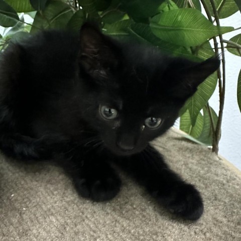 Calvin, an adoptable Domestic Short Hair in Midland, TX, 79703 | Photo Image 2