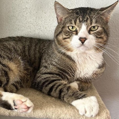 Chonk, an adoptable Domestic Short Hair in Brawley, CA, 92227 | Photo Image 1