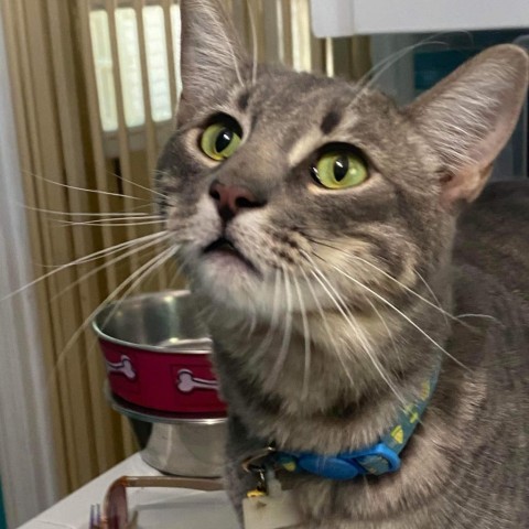 Dobby, an adoptable Domestic Short Hair in Brawley, CA, 92227 | Photo Image 1