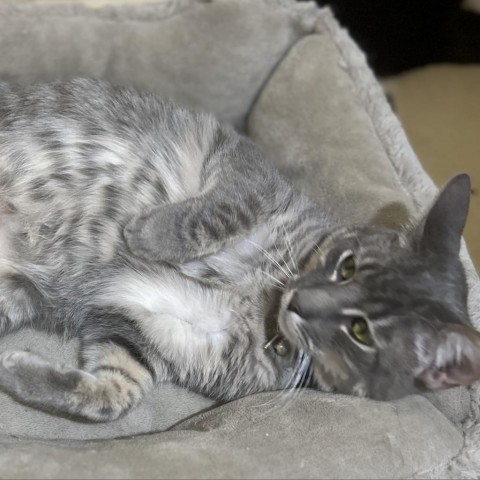 Dobby, an adoptable Domestic Short Hair in Brawley, CA, 92227 | Photo Image 2