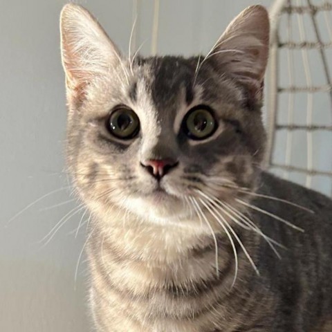 Dobby, an adoptable Domestic Short Hair in Brawley, CA, 92227 | Photo Image 3