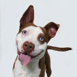 Bubba Pit Bull Terrier Dog