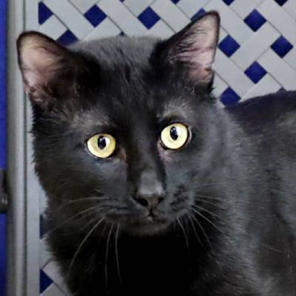 Shadow, an adoptable Domestic Short Hair in Fort Davis, TX, 79734 | Photo Image 1