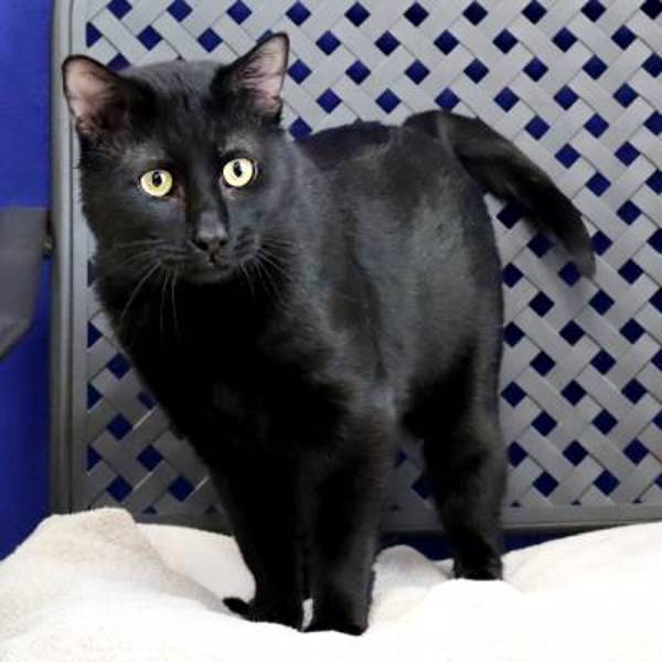 Shadow, an adoptable Domestic Short Hair in Fort Davis, TX, 79734 | Photo Image 2