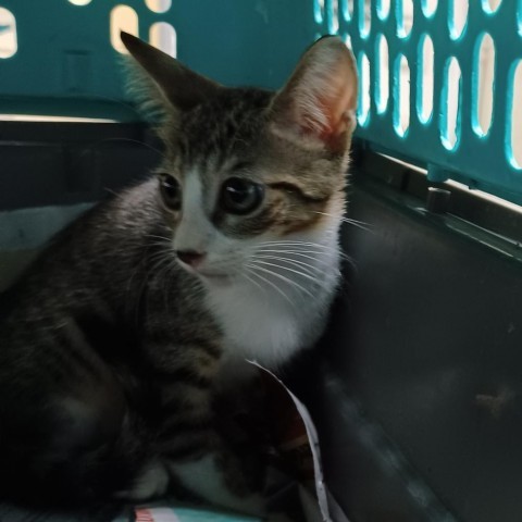 Joseph, an adoptable Domestic Short Hair in Guaynabo, PR, 00969 | Photo Image 1