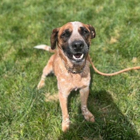 Muttley (Aether), an adoptable Cattle Dog in Rifle, CO, 81650 | Photo Image 1