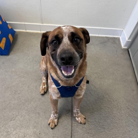 Muttley (Aether), an adoptable Cattle Dog in Rifle, CO, 81650 | Photo Image 2