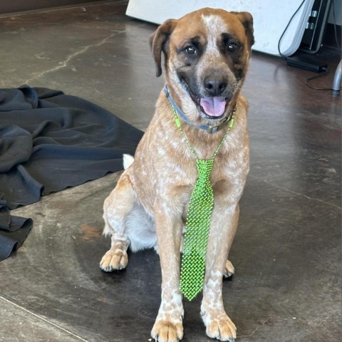 Muttley (Aether), an adoptable Cattle Dog in Rifle, CO, 81650 | Photo Image 3