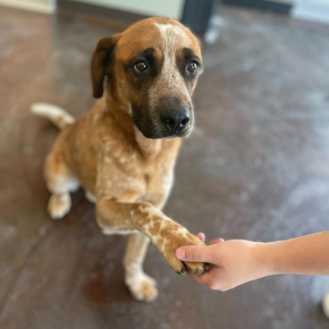 Muttley (Aether), an adoptable Cattle Dog in Rifle, CO, 81650 | Photo Image 4