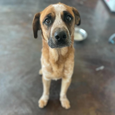 Muttley (Aether), an adoptable Cattle Dog in Rifle, CO, 81650 | Photo Image 5