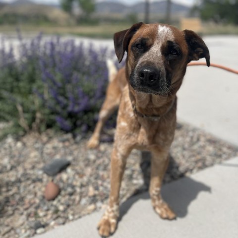 Muttley (Aether), an adoptable Cattle Dog in Rifle, CO, 81650 | Photo Image 6