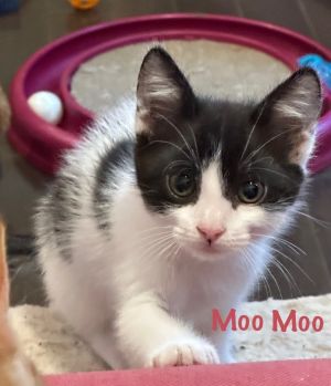 Hi I am Moo Moo aptly named for my cow spots But Im not like a bull in a China