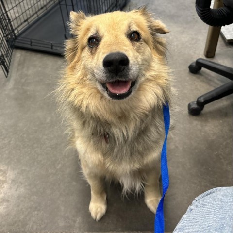 Poky, an adoptable Shepherd in Show Low, AZ, 85901 | Photo Image 1