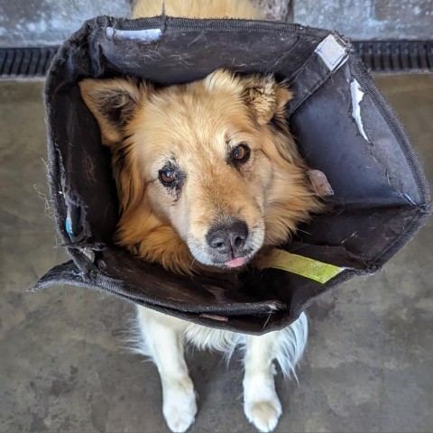 Poky, an adoptable Shepherd in Show Low, AZ, 85901 | Photo Image 2