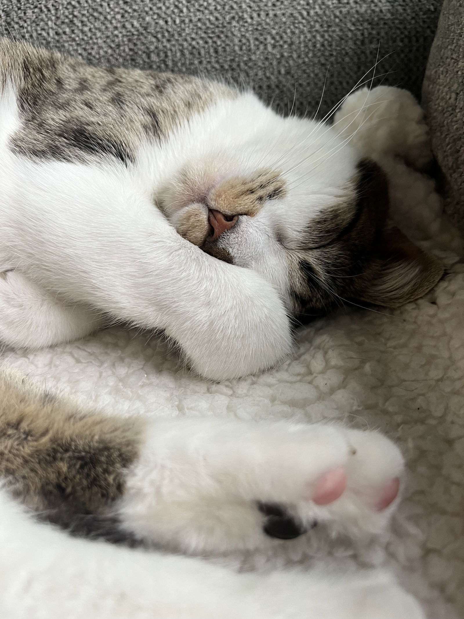 Peaches