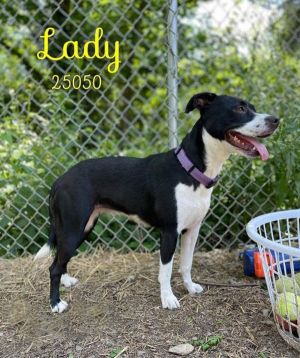 This beautiful lady is Lady She is a sweetheart who is quite scared in the shelter Lady was reluct