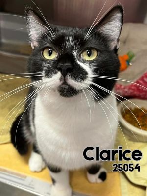 Meet Clarice This girl is a doll Shes sweet friendly and just look at the swirly stache This gi