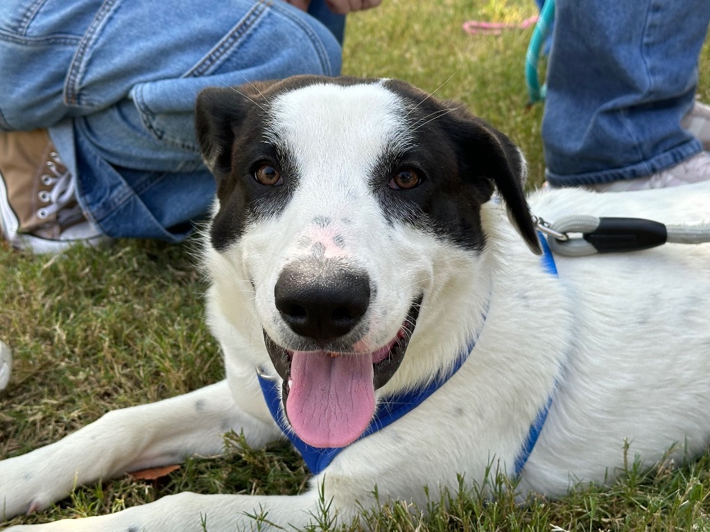 Dog for adoption Jezebel, a Mixed Breed in Jonesboro, AR Petfinder