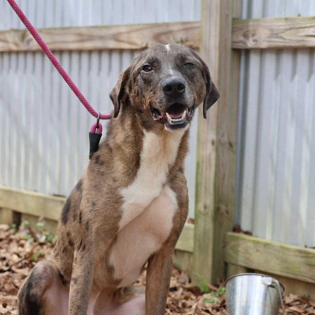 Kofun, an adoptable Catahoula Leopard Dog in Laurel, MS, 39443 | Photo Image 1