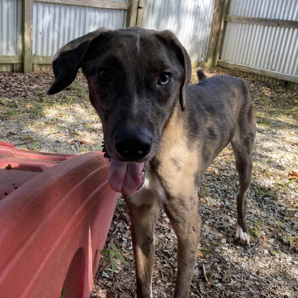 Kofun, an adoptable Catahoula Leopard Dog in Laurel, MS, 39443 | Photo Image 2