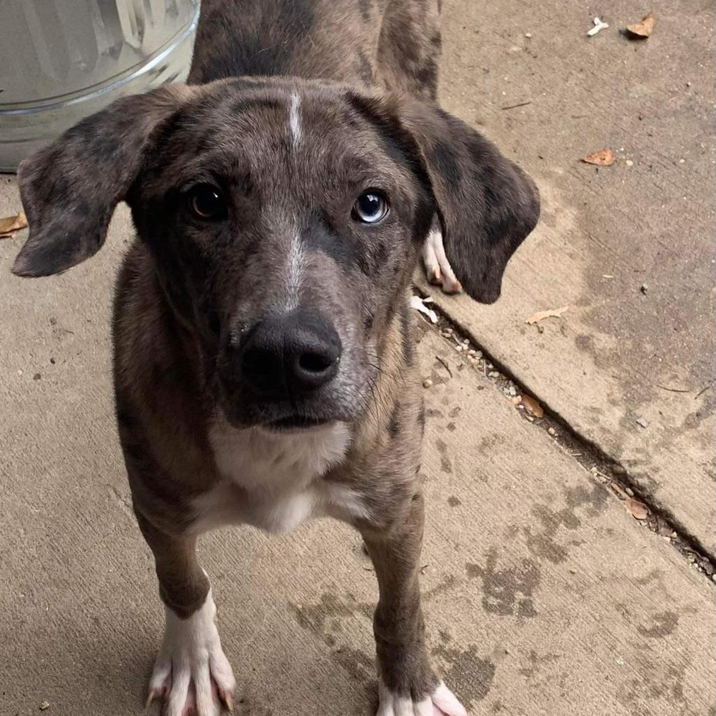 Kofun, an adoptable Catahoula Leopard Dog in Laurel, MS, 39443 | Photo Image 3