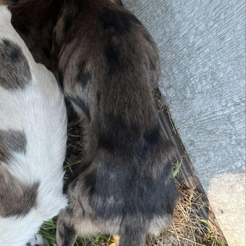 Kofun, an adoptable Catahoula Leopard Dog in Laurel, MS, 39443 | Photo Image 4