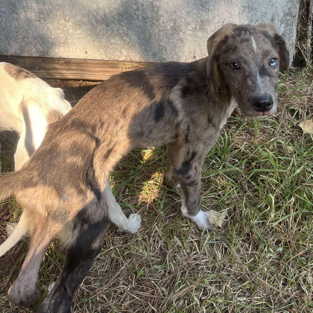 Kofun, an adoptable Catahoula Leopard Dog in Laurel, MS, 39443 | Photo Image 5