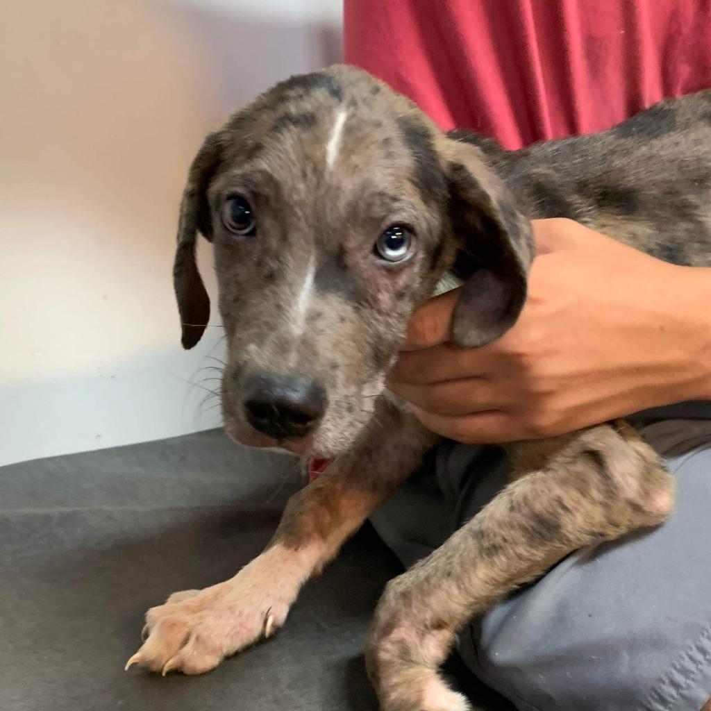 Kofun, an adoptable Catahoula Leopard Dog in Laurel, MS, 39443 | Photo Image 6