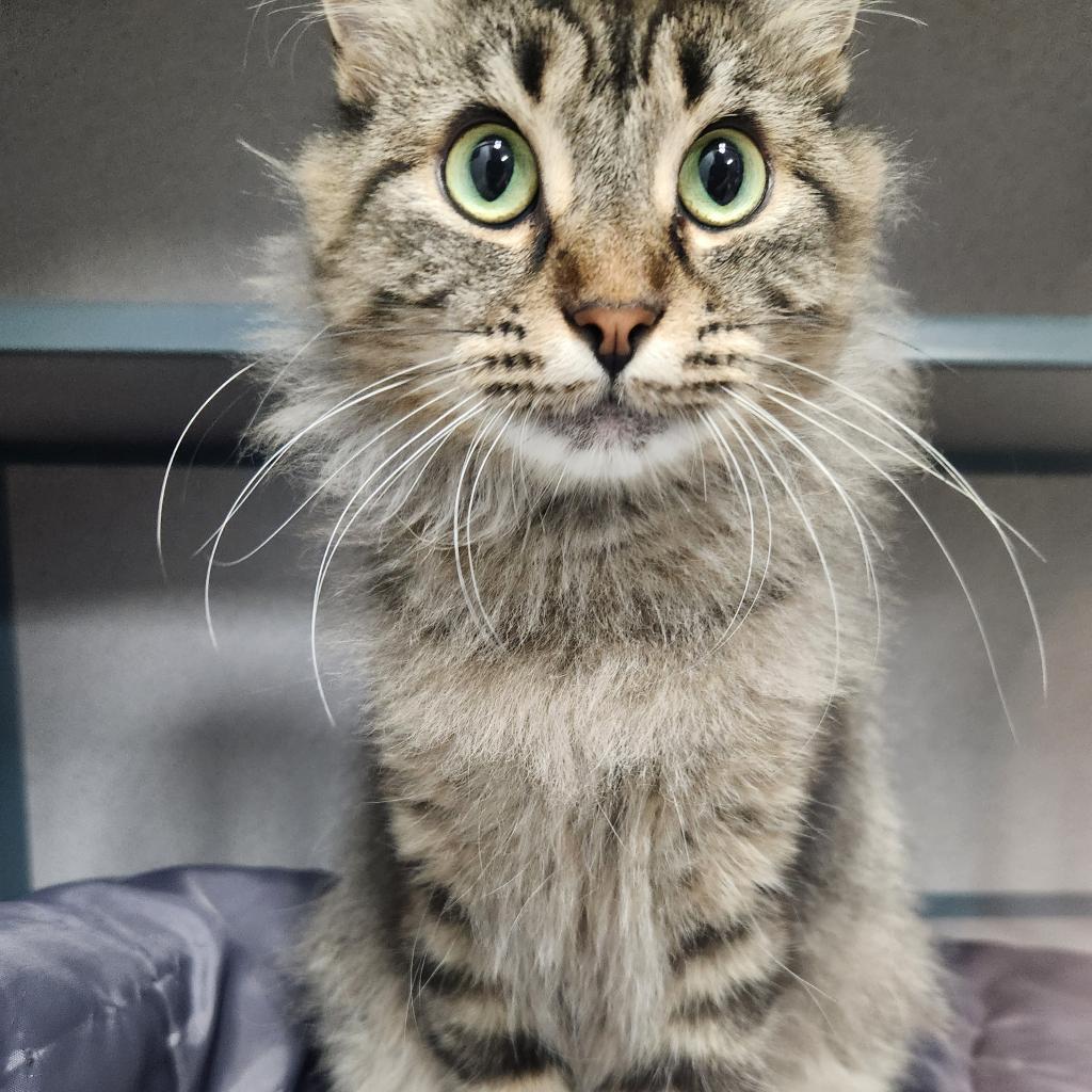 Miss Splinter, an adoptable Domestic Medium Hair in North Battleford, SK, S9A 2M7 | Photo Image 1