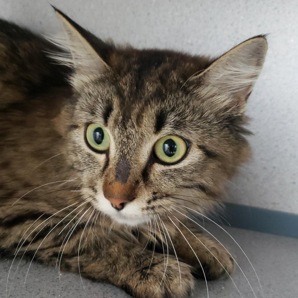 Miss Splinter, an adoptable Domestic Medium Hair in North Battleford, SK, S9A 2M7 | Photo Image 3