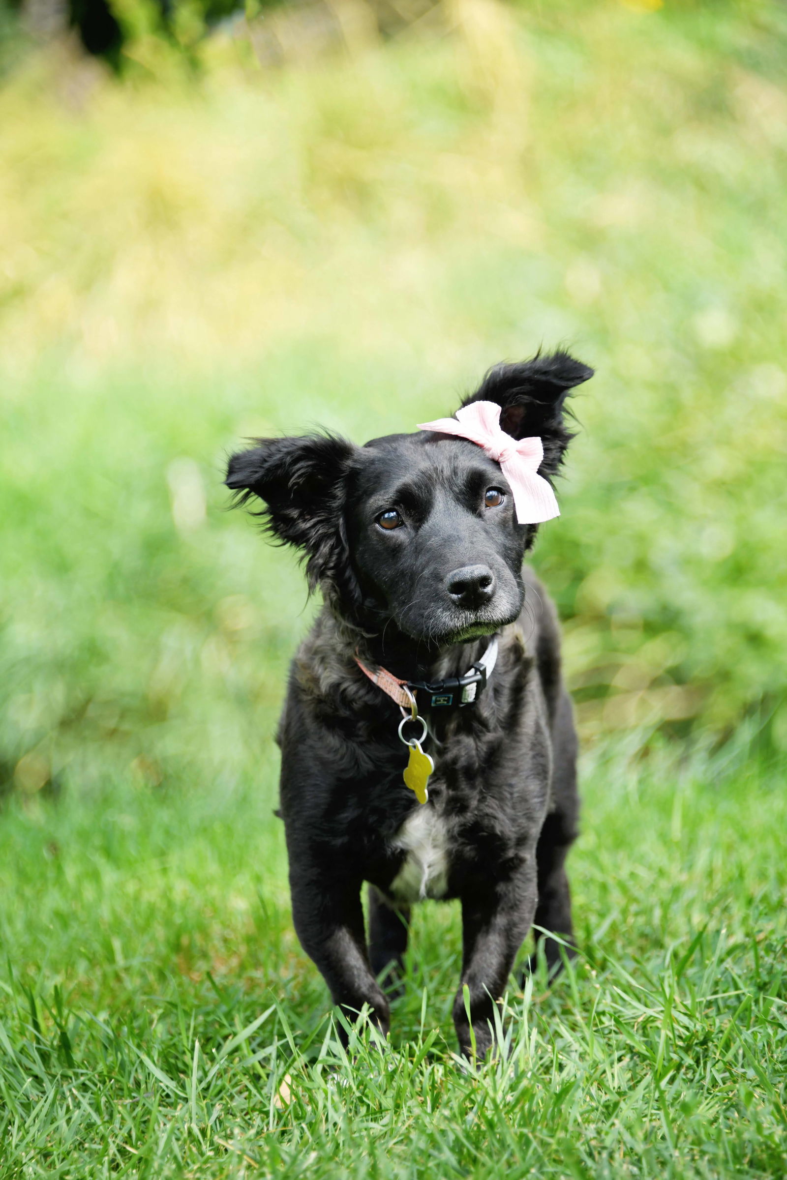 Sara, an adoptable Spaniel in Salt Lake City, UT, 84171 | Photo Image 1