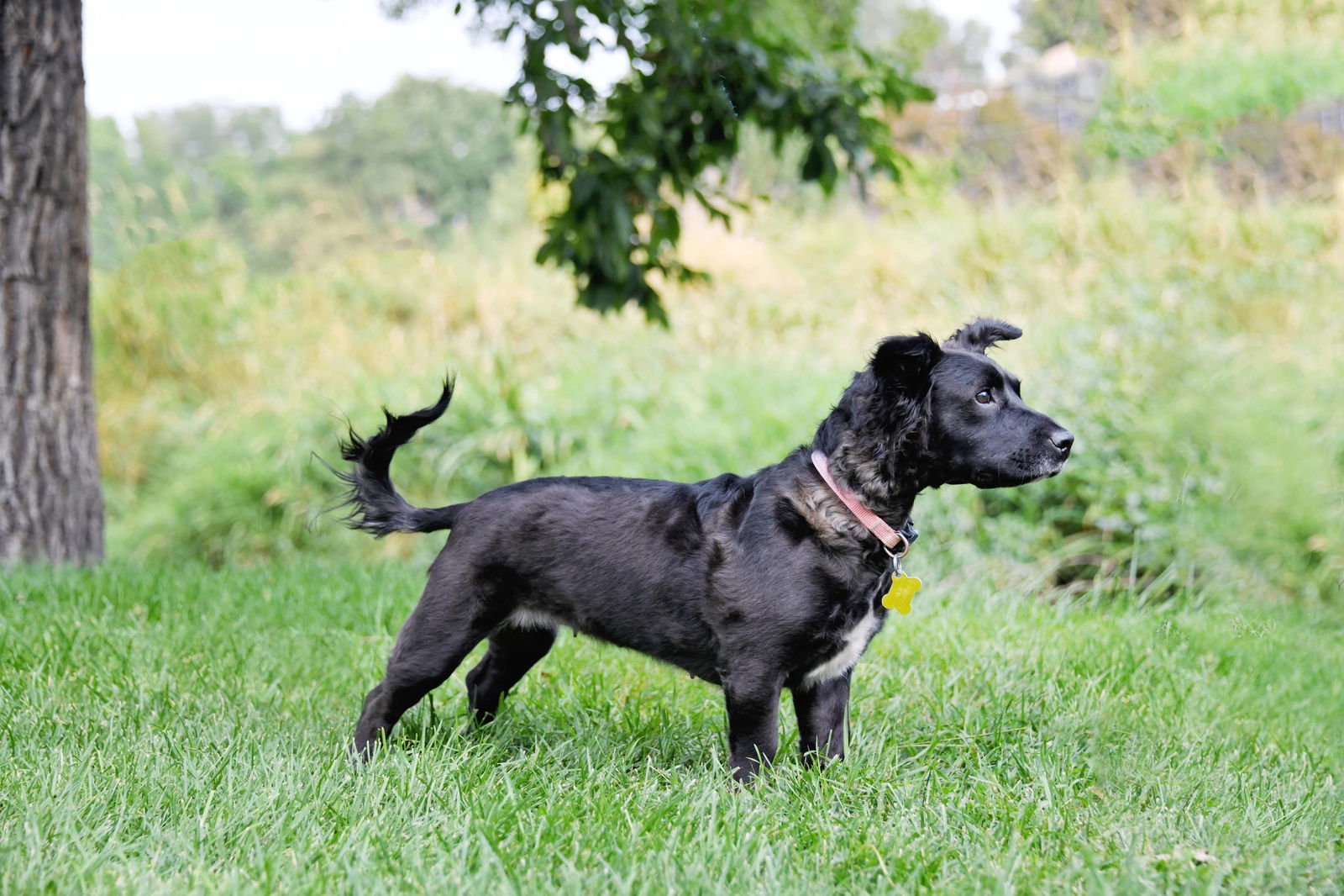 Sara, an adoptable Spaniel in Salt Lake City, UT, 84171 | Photo Image 2