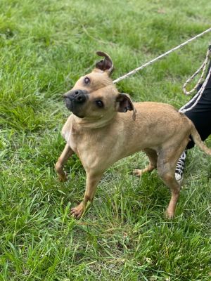 Bella, Adult Female Pit Bull Terrier