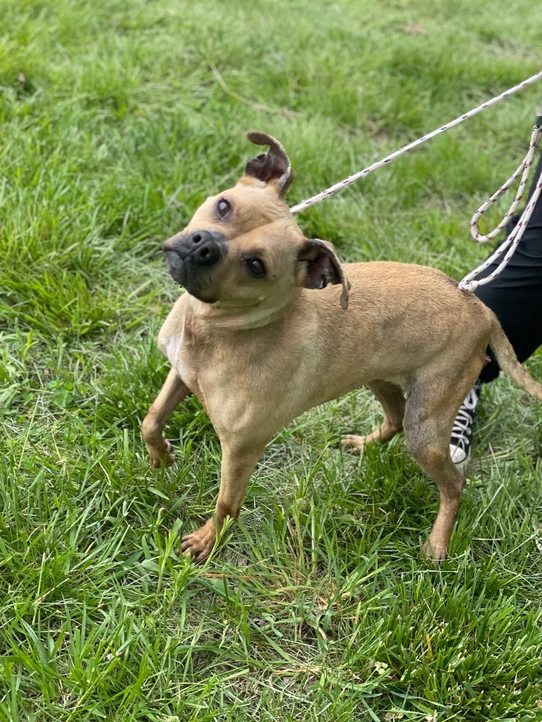 Bella, an adoptable Pit Bull Terrier in Cobden, IL, 62920 | Photo Image 1