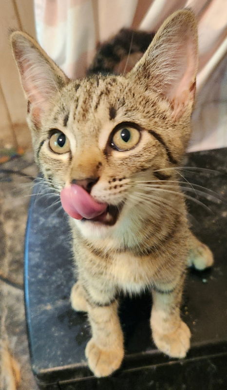 Gertibelle, an adoptable Tabby in Pineville, LA, 71361 | Photo Image 1