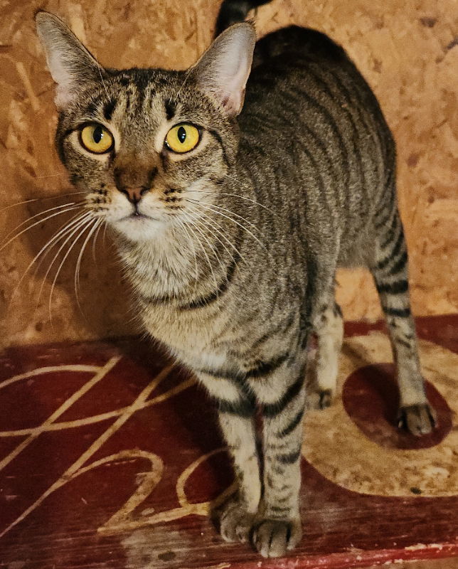 Gertibelle, an adoptable Tabby in Pineville, LA, 71361 | Photo Image 1