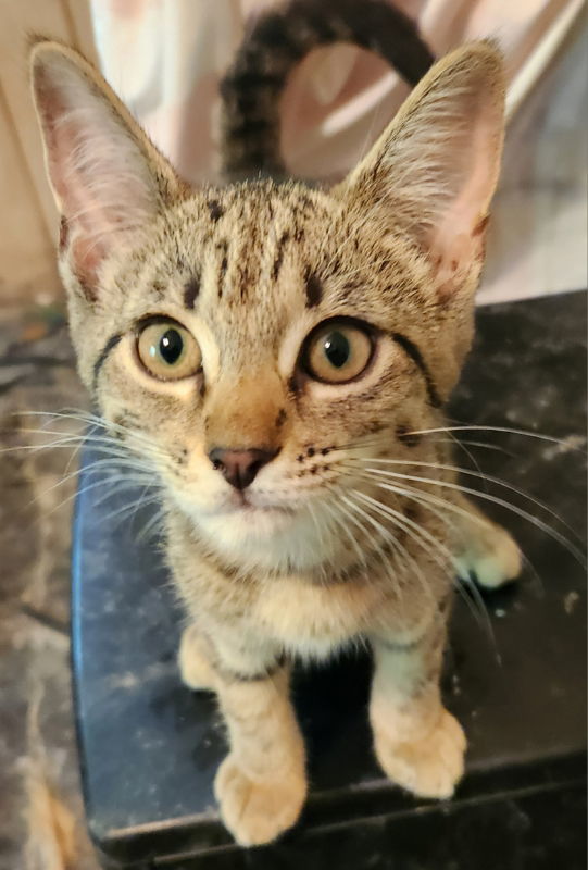 Gertibelle, an adoptable Tabby in Pineville, LA, 71361 | Photo Image 2