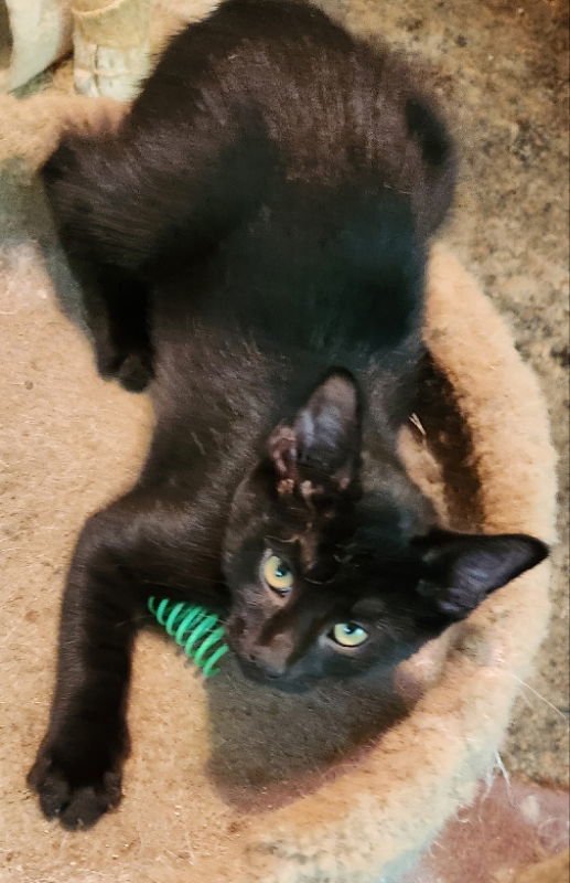 Izod, an adoptable Domestic Short Hair in Pineville, LA, 71361 | Photo Image 1