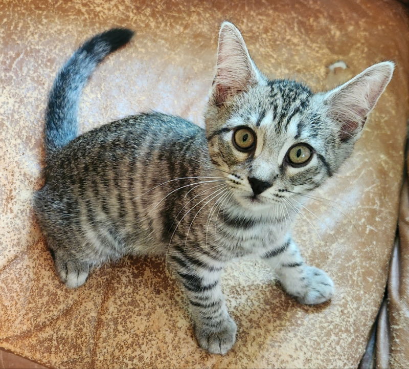 Gallowglass, an adoptable Tabby in Pineville, LA, 71361 | Photo Image 2