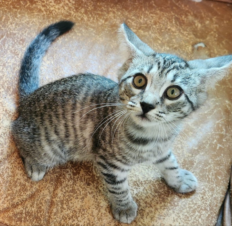 Gallowglass, an adoptable Tabby in Pineville, LA, 71361 | Photo Image 3