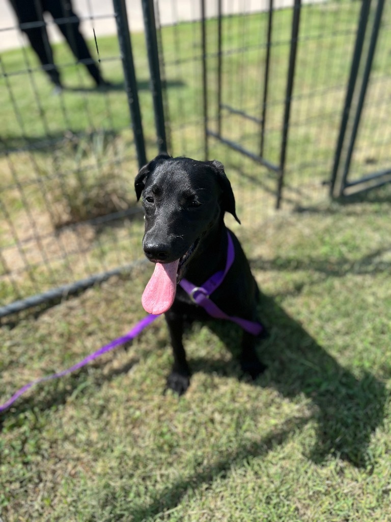 Black lab puppy 2 Marie