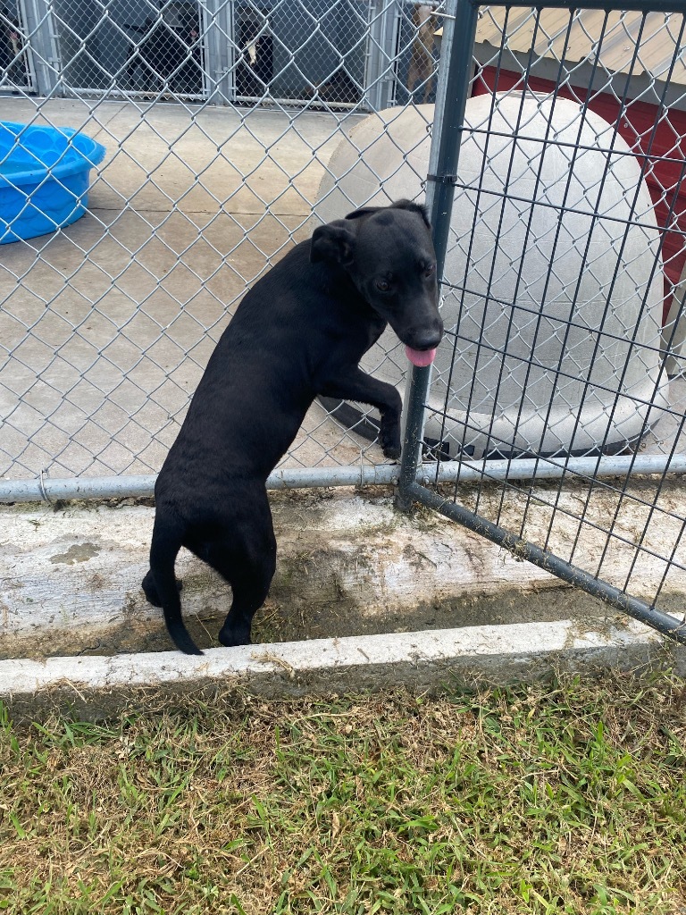 Black lab puppy 5/ Margaret