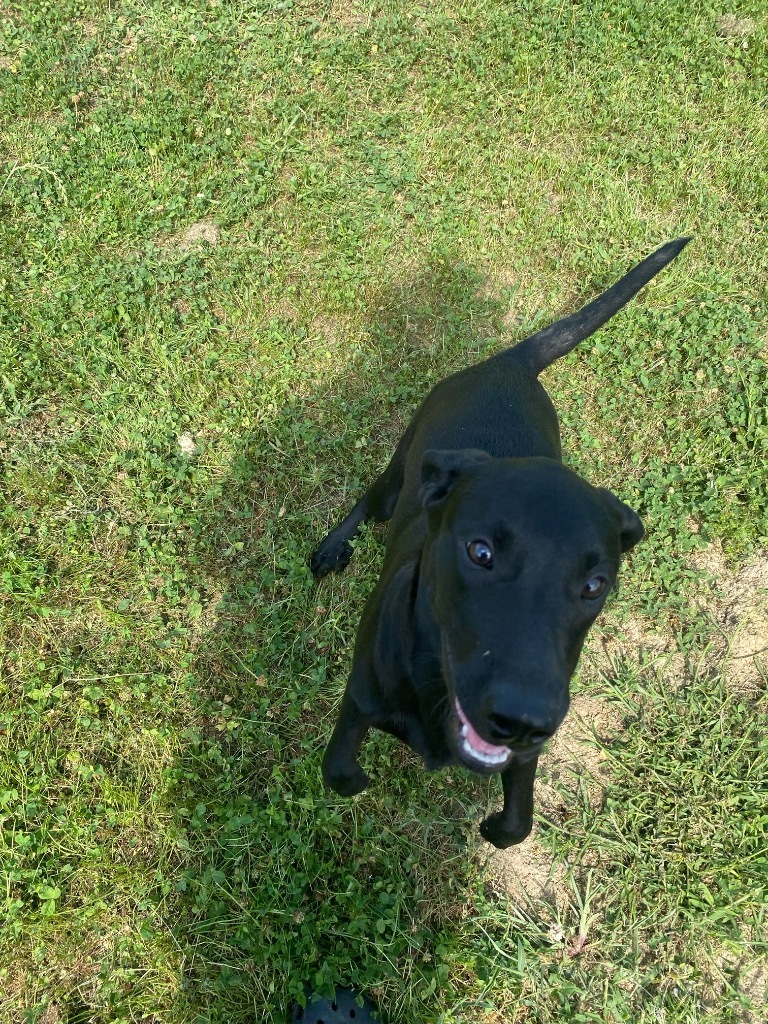 Black lab puppy 3/Mara