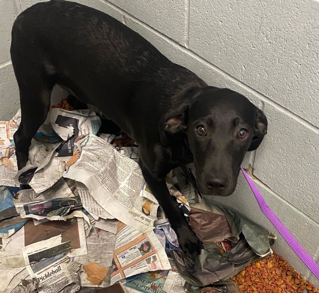 Black lab puppy 1/Minnie